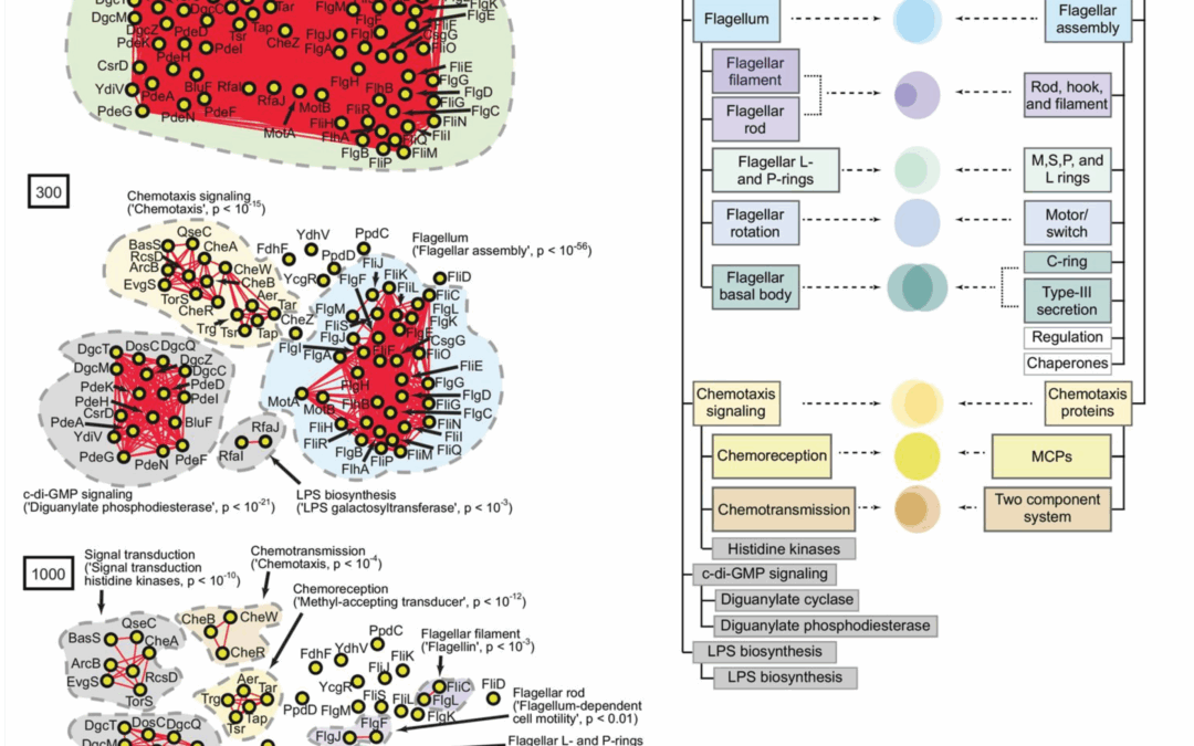 Defining hierarchical protein interaction networks from spectral analysis of bacterial proteomes