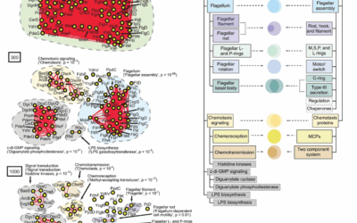 Defining hierarchical protein interaction networks from spectral analysis of bacterial proteomes