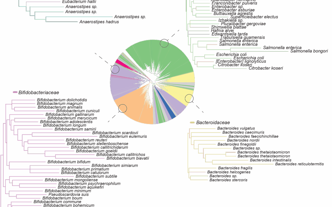 Subspecies phylogeny in the human gut revealed by co-evolutionary constraints across the bacterial kingdom