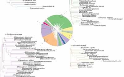 Subspecies phylogeny in the human gut revealed by co-evolutionary constraints across the bacterial kingdom